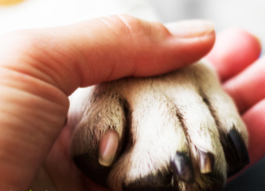 寵物貓疑食用信元產(chǎn)品離世 行業(yè)代工亂象與規(guī)范需求