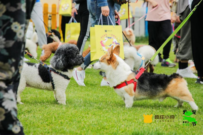 瘋狂小狗攜手京東寵物，共倡“528愛寵節(jié)”點亮它博會