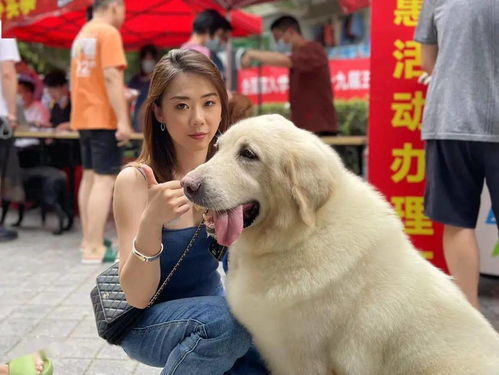 流動(dòng)養(yǎng)犬辦證服務(wù)車進(jìn)社區(qū) 百日為民服務(wù)圓滿收官