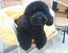 joyful pet house 專業(yè)寵物美容服務(wù)與信息安全保障